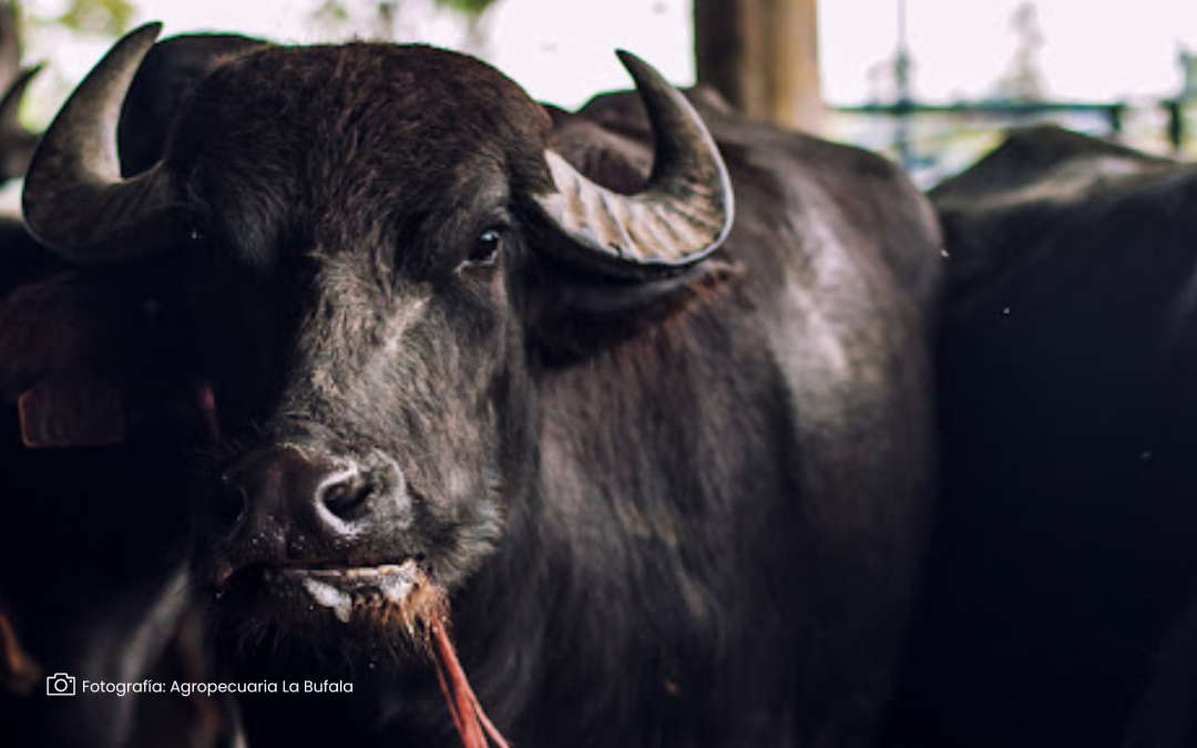 Búfalos en Colombia, el ganado versátil que está transformando el sector