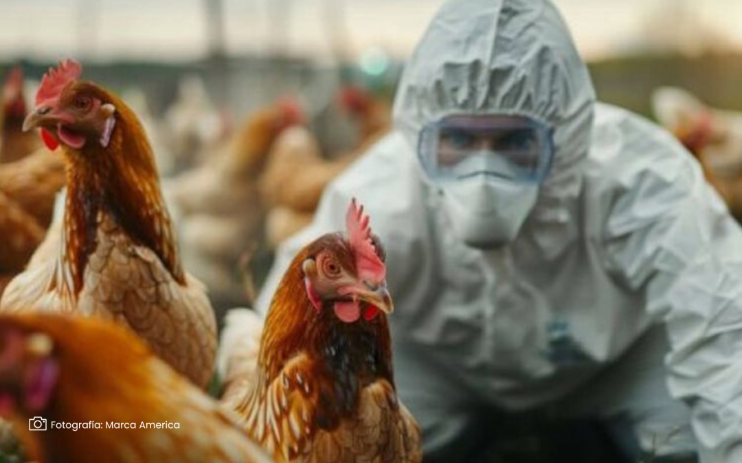 Influenza aviar llega a Colombia: ICA intensifica medidas para proteger la avicultura