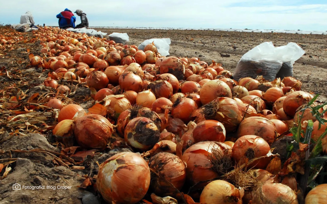 Refuerzan medidas para evitar competencia desleal en el mercado de la cebolla