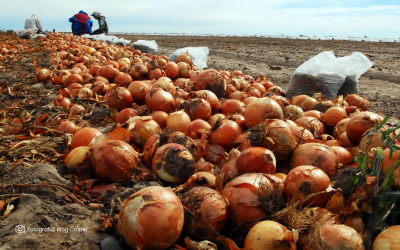 Refuerzan medidas para evitar competencia desleal en el mercado de la cebolla