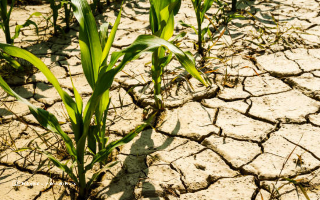 Actualización de metas climáticas agrícolas busca reducir emisiones y mejorar la productividad del agro colombiano