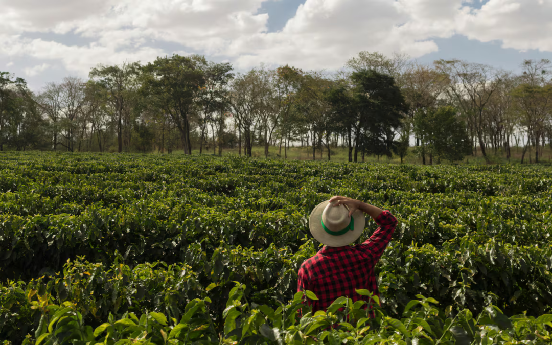 Sector agropecuario prevé un año de retos ante costos elevados y condiciones climáticas