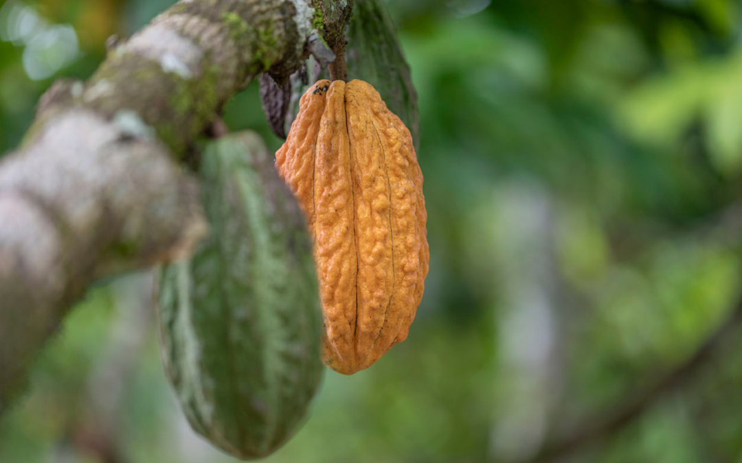 Nueva tecnología con bacterias promueve cacao libre de cadmio
