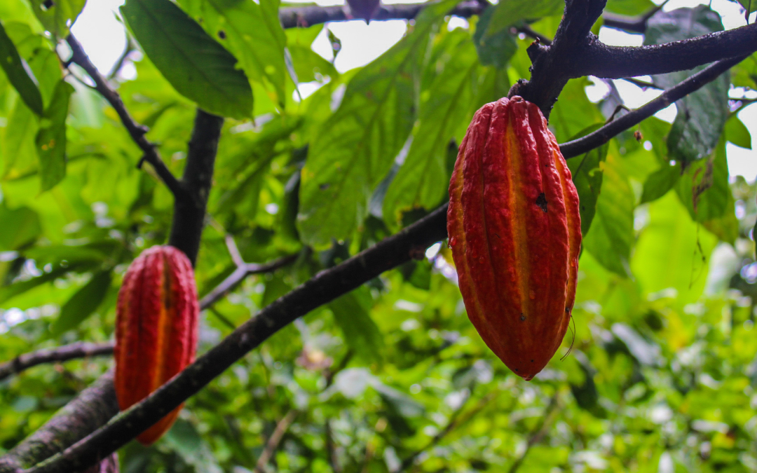 Innovación y sostenibilidad en el agro gracias a la alianza entre Colombia y Suiza