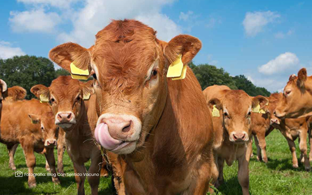 Sostenibilidad y productividad, prioridades del sector ganadero para 2025