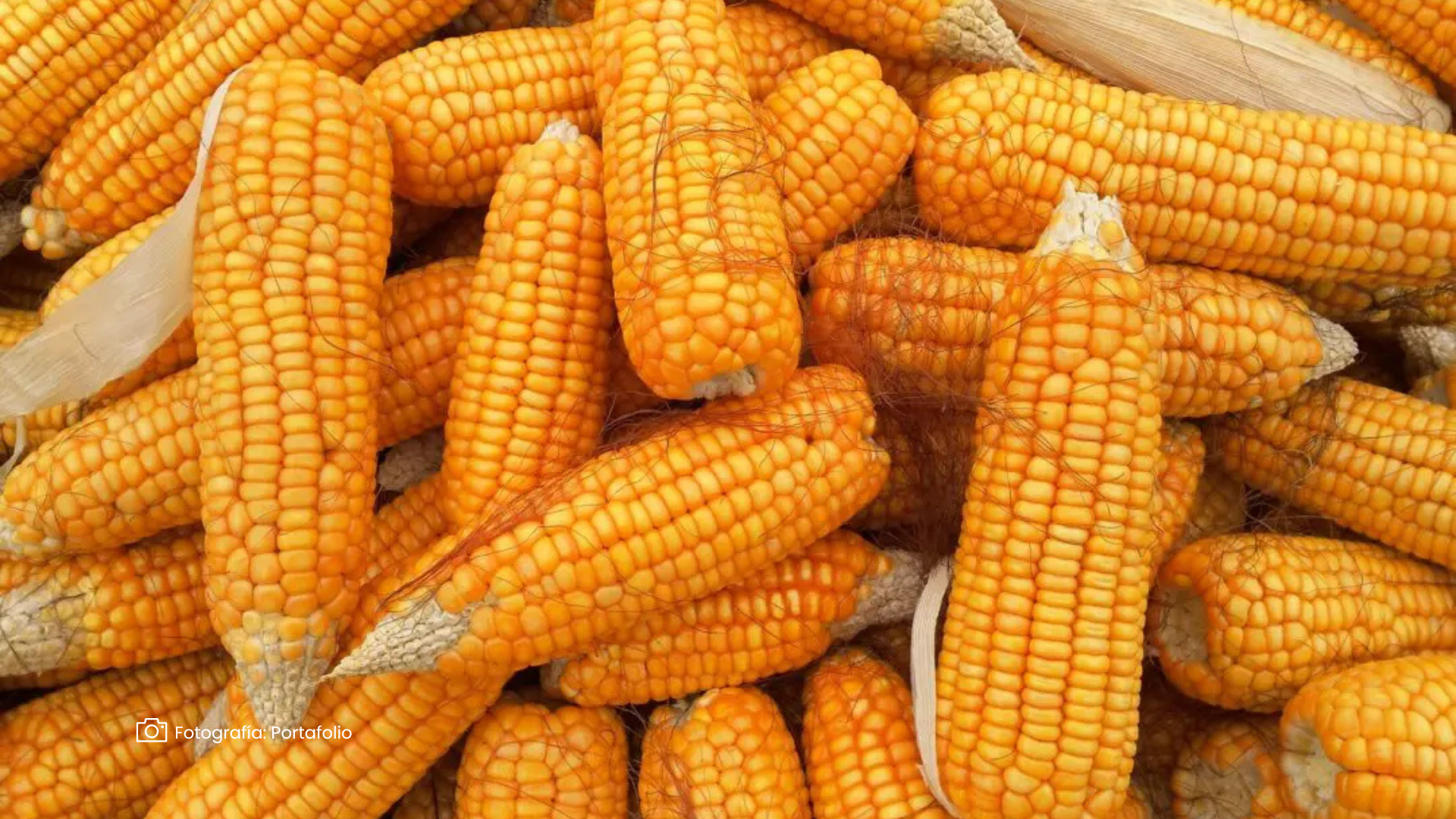 Consejo Nacional Maíz