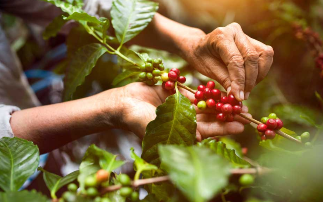 La producción cafetera colombiana registra su mejor desempeño en un lustro