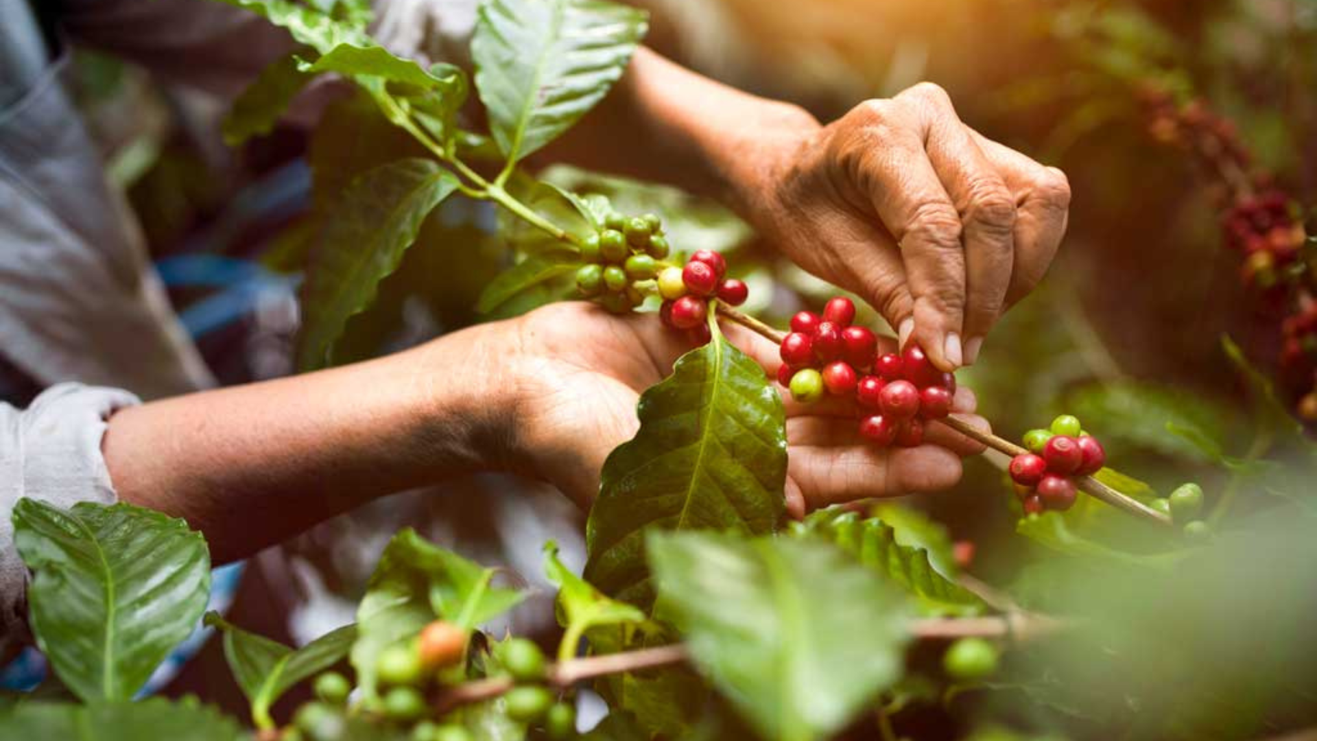 Producción de café
