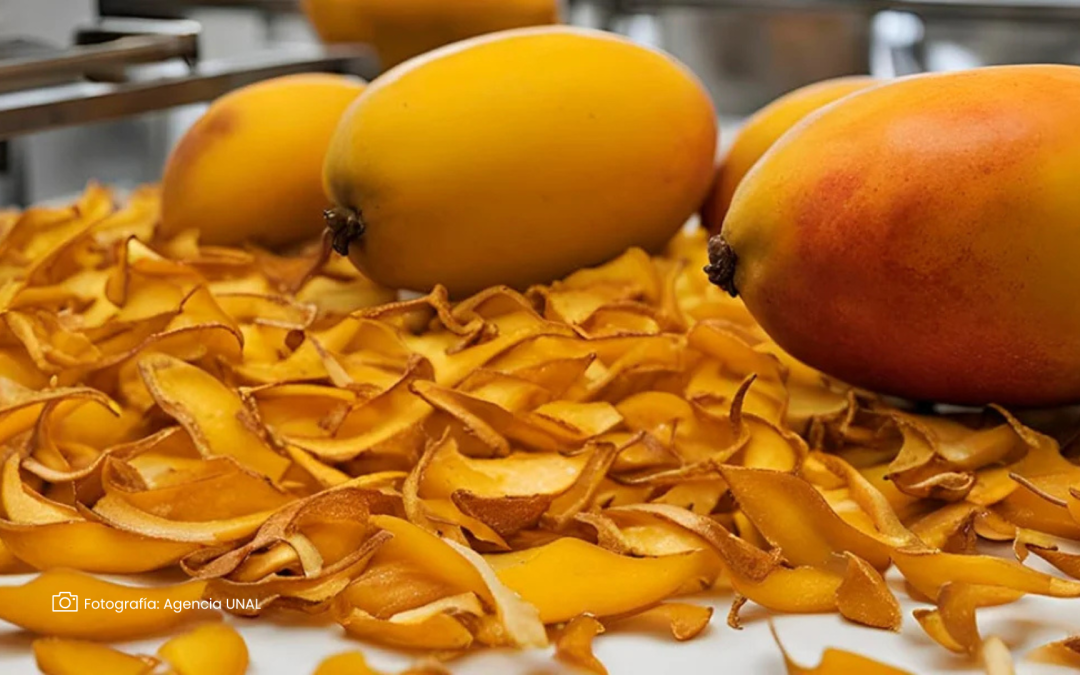 Economía circular y sostenibilidad con residuos de mango