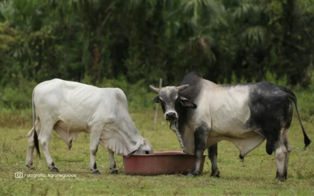 Nueva tecnología permite evaluar la salud del ganado a través del agua