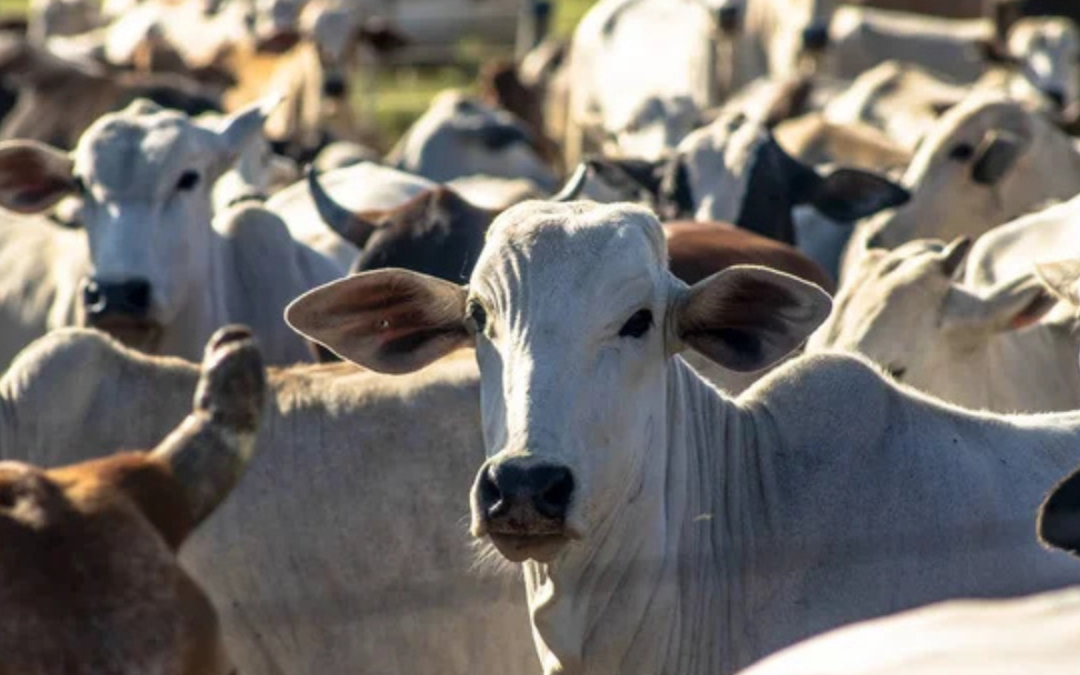 Curso especializado en selección de ganado de carne reúne a expertos del sector