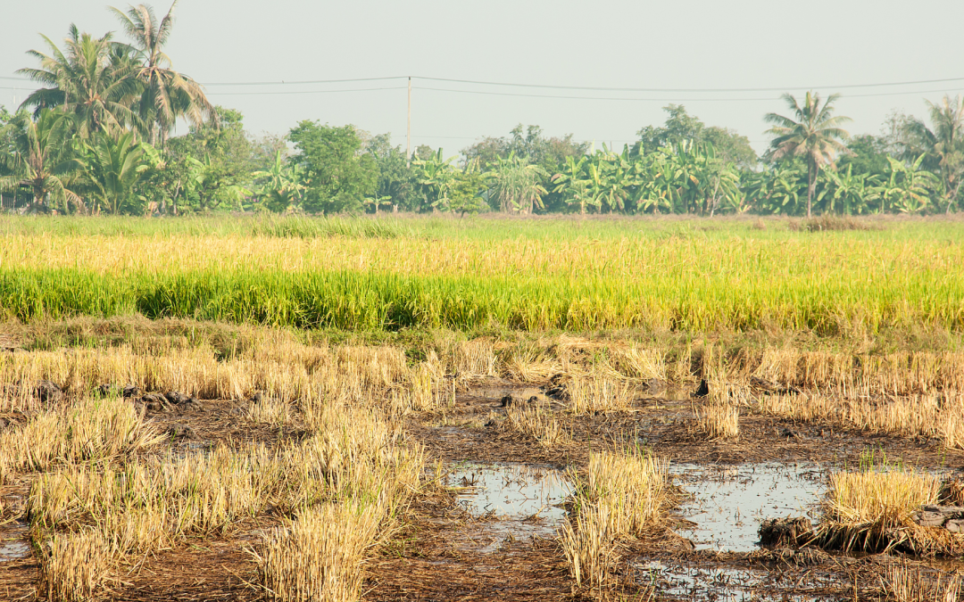Prorinoquia pide al Gobierno Nacional medidas urgentes para enfrentar la crisis arrocera