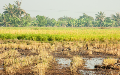 Prorinoquia pide al Gobierno Nacional medidas urgentes para enfrentar la crisis arrocera