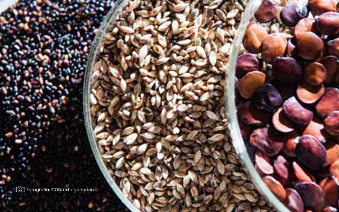 Semillas forrajeras gratuitas para ganaderos interesados en sostenibilidad