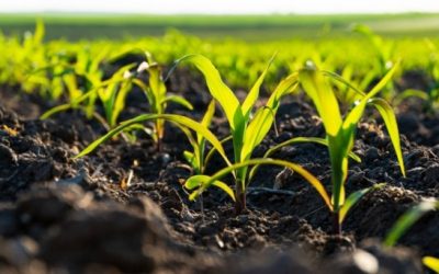 Investigación revela que bacterias modificadas genéticamente aportan nitrógeno al maíz, reduciendo el uso de fertilizantes
