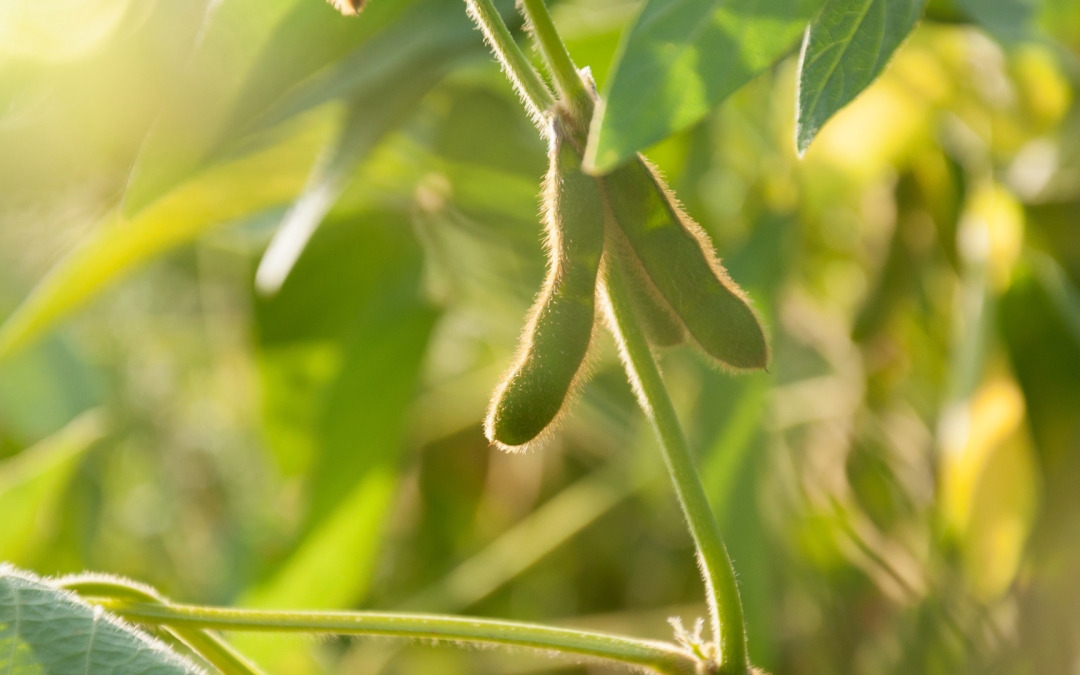 Oficializan organizaciones de cadena para maíz y soya en Colombia