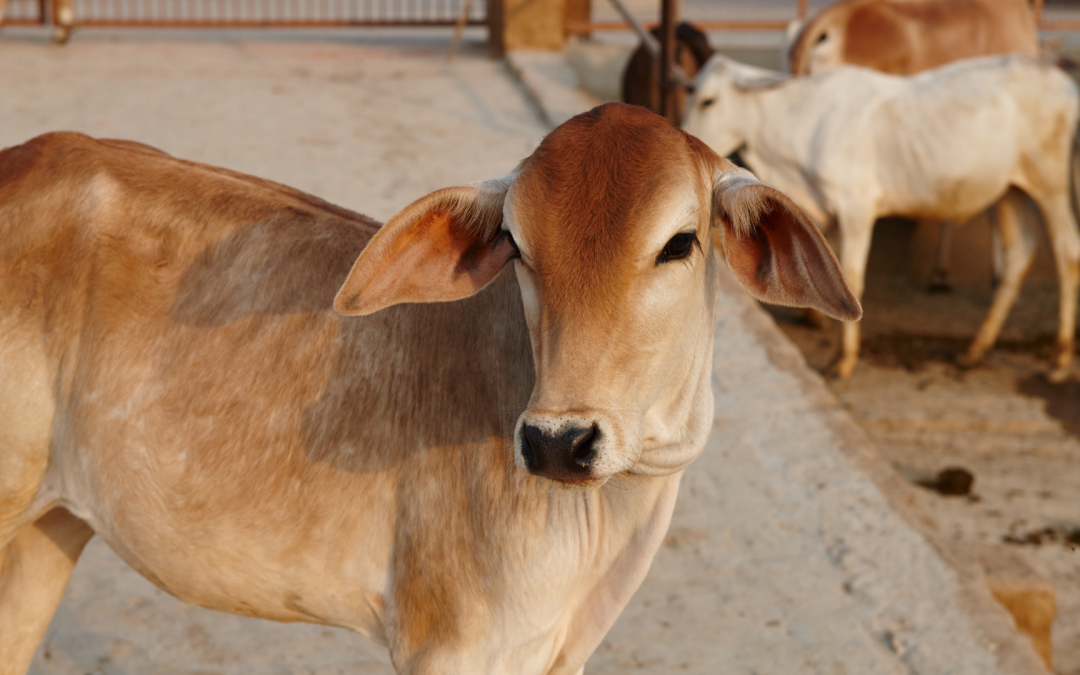 Ganaderos colombianos adoptan tecnología avanzada para mejorar la productividad bovina