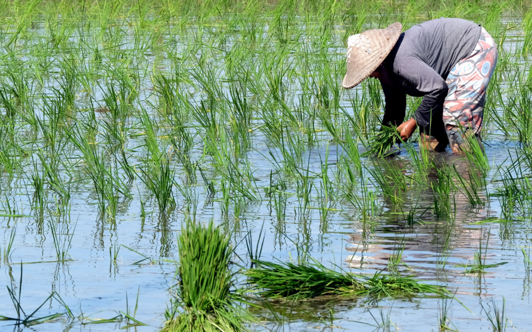 Cambio climático amenaza la producción de arroz en Colombia
