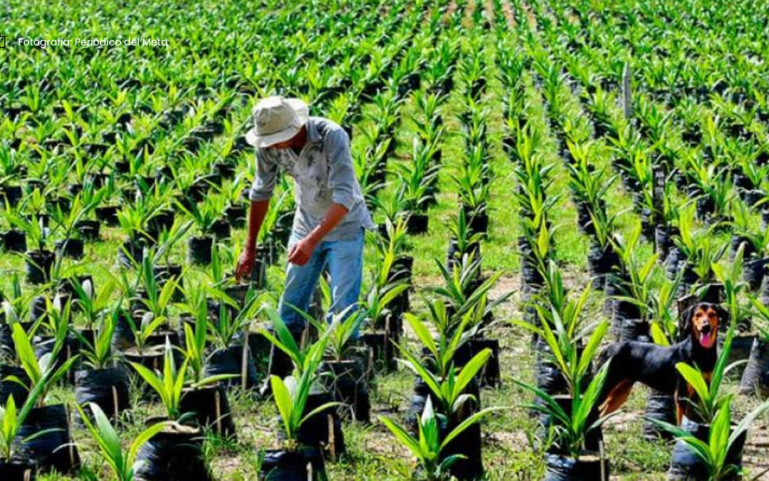 Desafíos del sector palmicultor colombiano para 2025