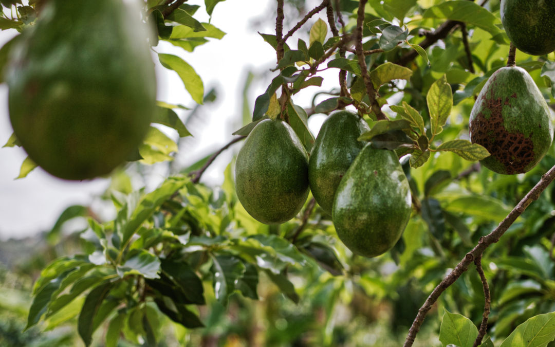 El cambio climático pone en riesgo la producción de aguacate en Colombia