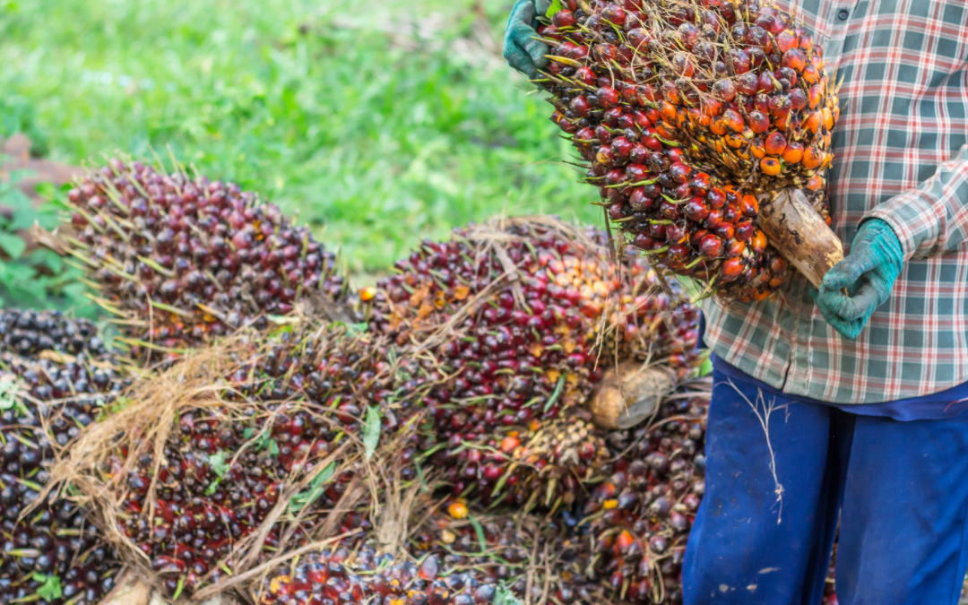 Colombia impulsa la sostenibilidad con nuevo acuerdo en el sector palmero