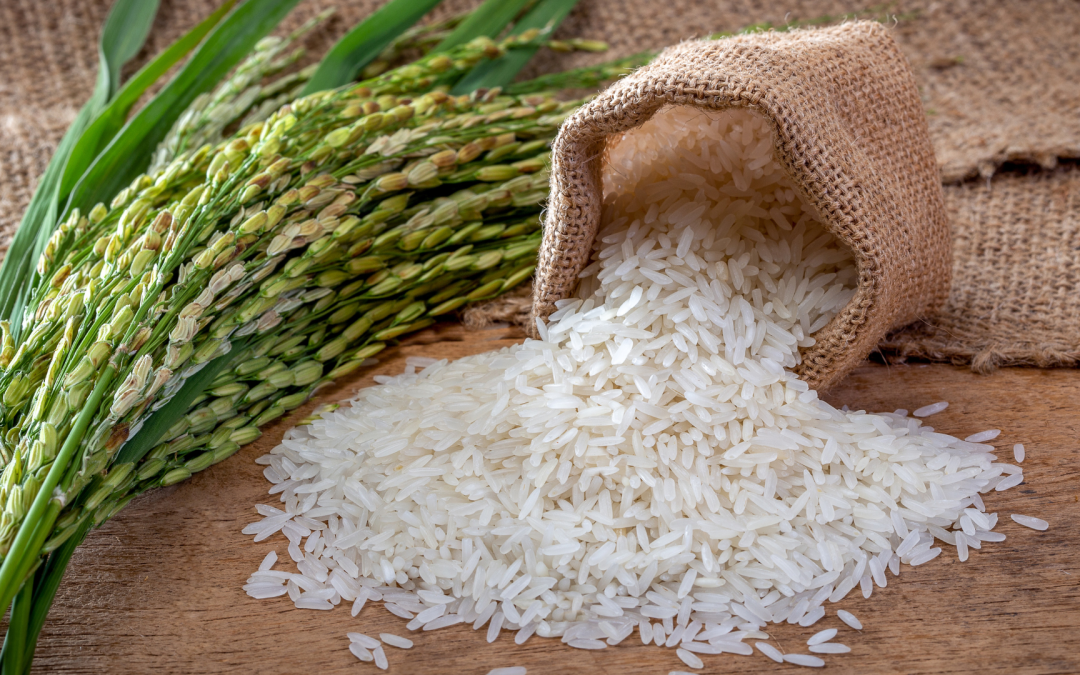 Desarrollan arroz blanco con bajo índice glucémico para combatir la diabetes