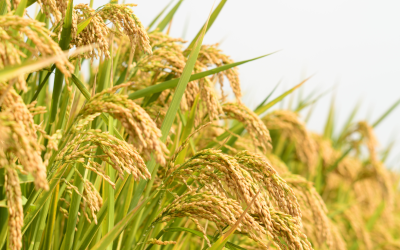 Fedearroz alerta sobre crisis en el sector arrocero por bajos precios del grano