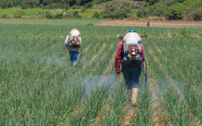 Agricultores adoptan técnicas de fertilización variable para una producción sostenible
