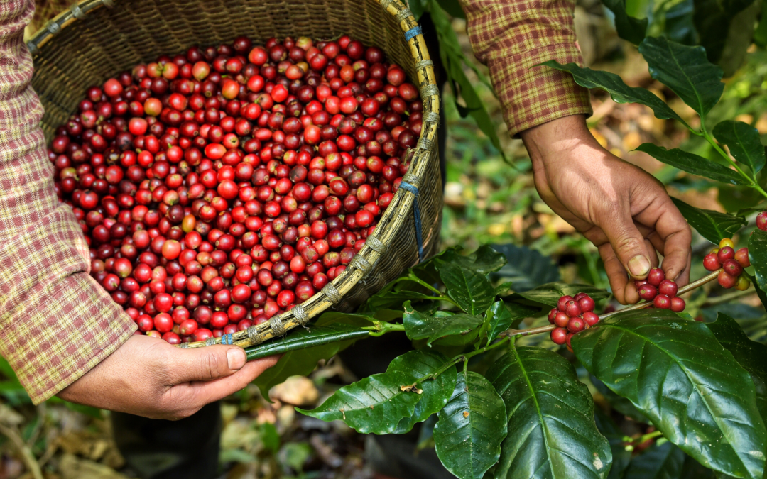 Estrategias para fortalecer la producción cafetera colombiana hacia 2025