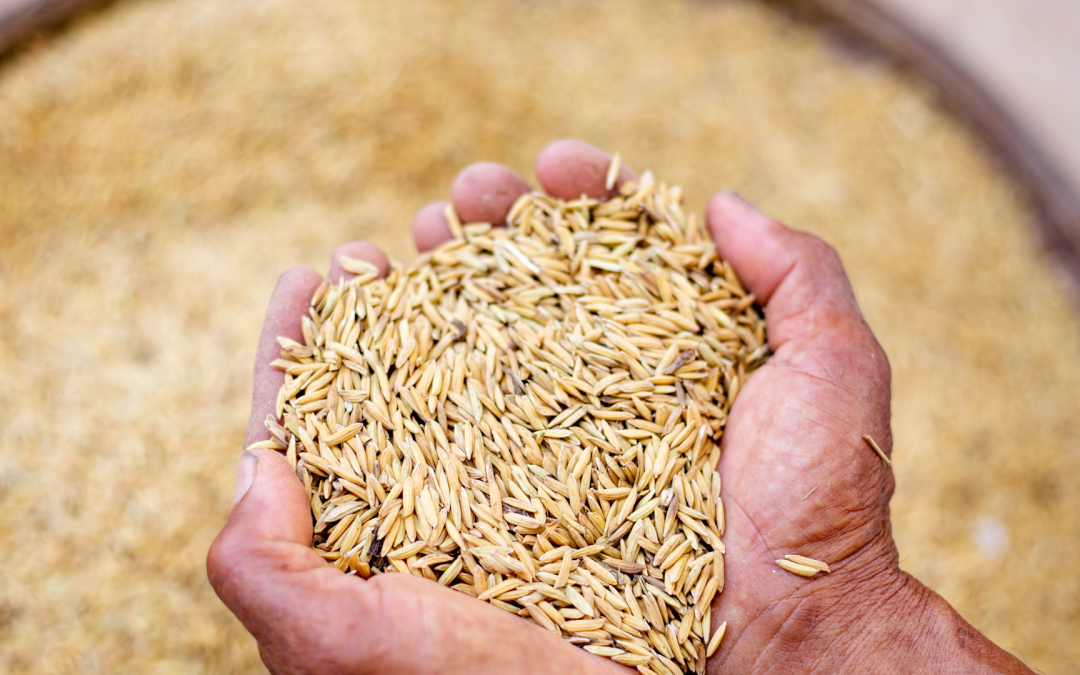 Consejo Nacional del Arroz busca fortalecer la producción arrocera en Colombia