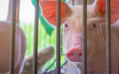 Colombia refuerza su estatus sanitario al mantenerse libre de peste porcina clásica