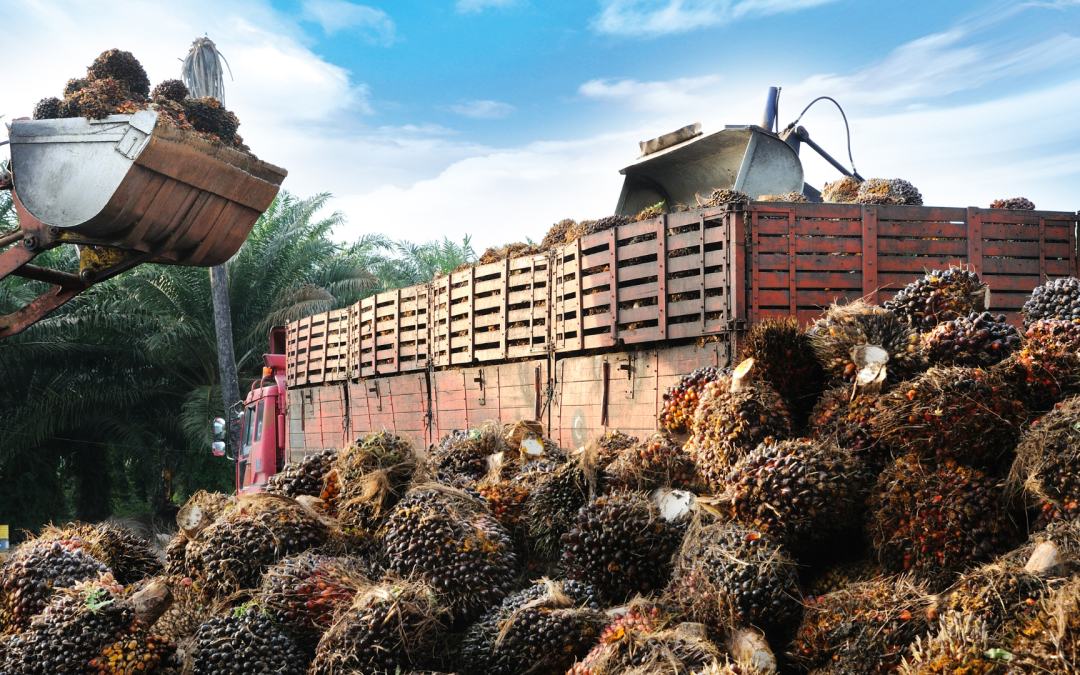 Sector palmero colombiano inicia 2025 con incremento del 5,5% en producción