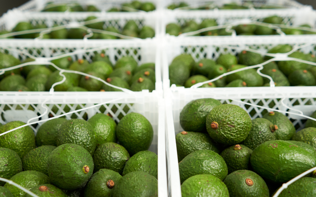 Aumento significativo en exportaciones de aguacate Hass colombiano hacia Estados Unidos impulsado por el Super Bowl