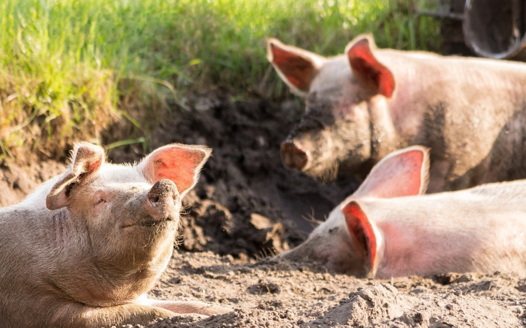Investigación de la UNAL descubre cepas únicas de gripe porcina en Colombia