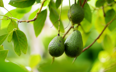 Aguacate Hass colombiano sigue ganando terreno en mercados internacionales