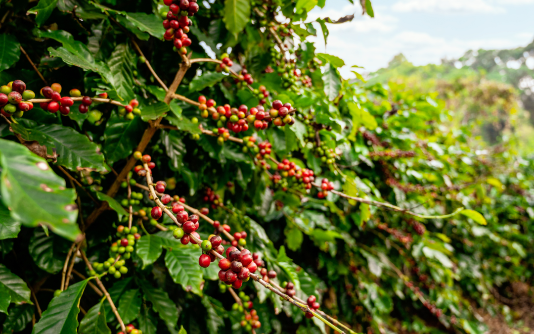 Transformación de residuos del café en energía renovable avanza en el agro
