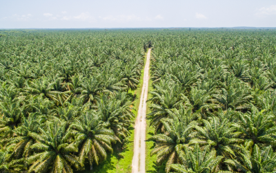 Colombia Palmera en Línea: seminario web para el sector palmicultor