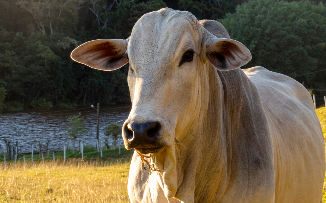 Fusión para El Llano II: genética ganadera de élite en Malocas