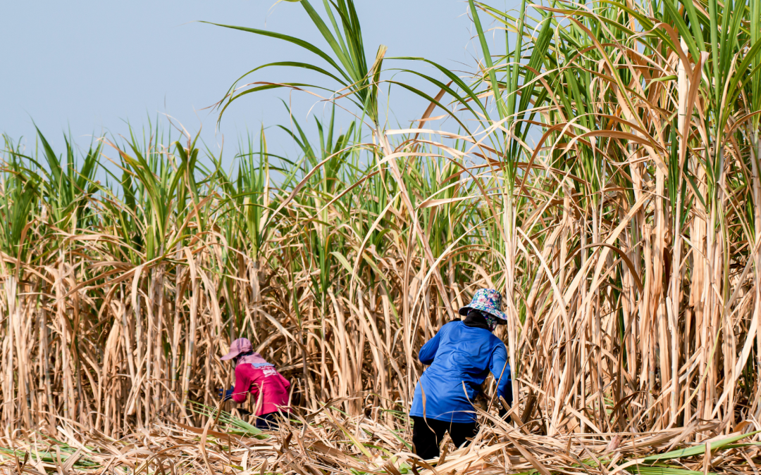 Productores de caña apuestan por el riego por goteo para mayor eficiencia