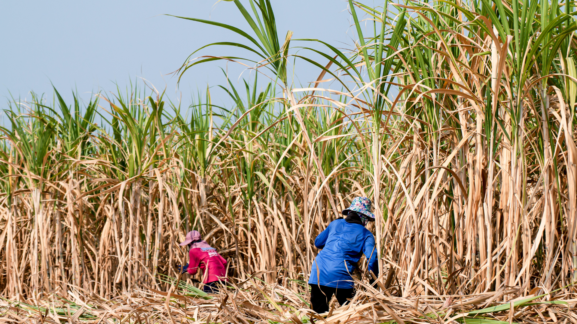 Caña de azucar – riego