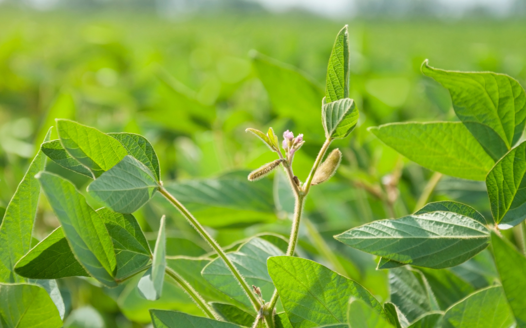 Producción de soya en Brasil se reducirá en 2025 según nueva previsión