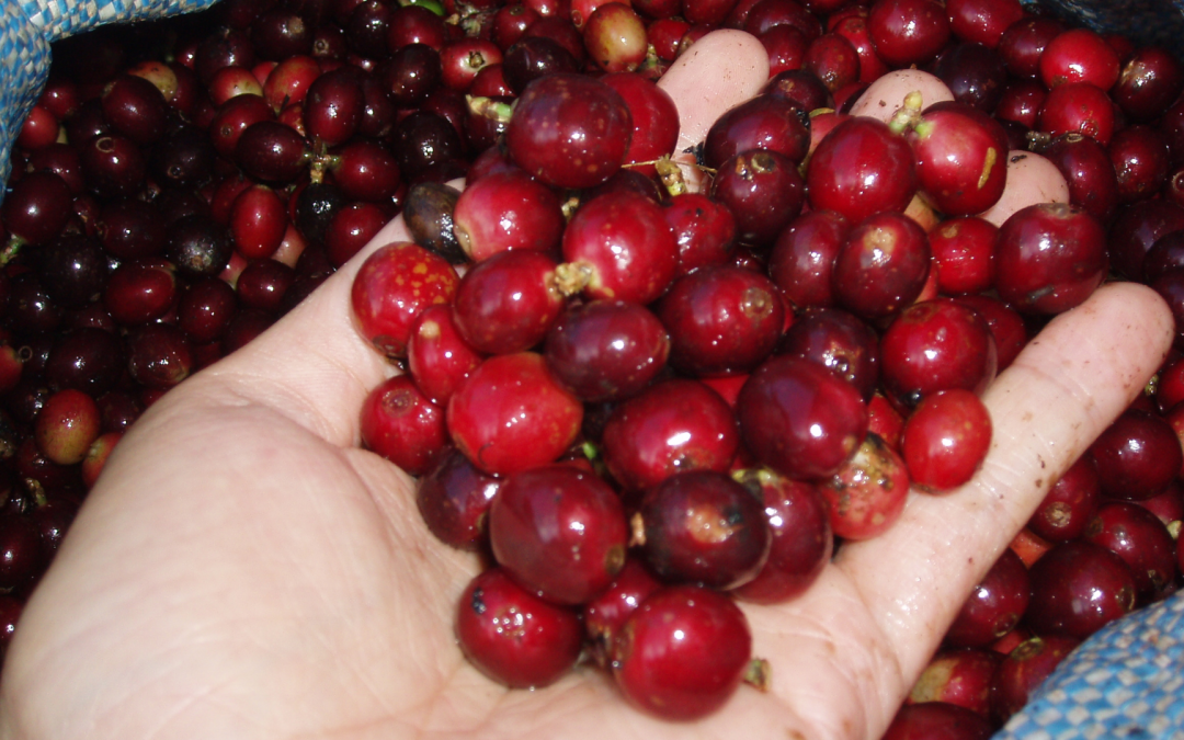 El mercado del café colombiano sigue en expansión y gana terreno en nuevos países