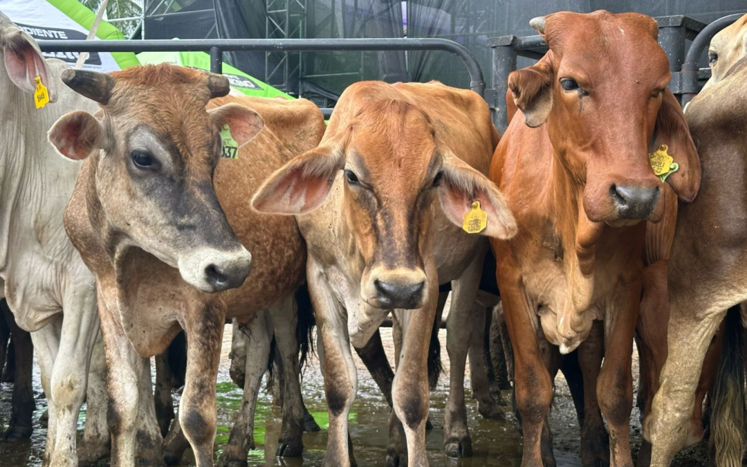 Expoganados Internacional suspende exportaciones de ganado en pie por dificultades logísticas