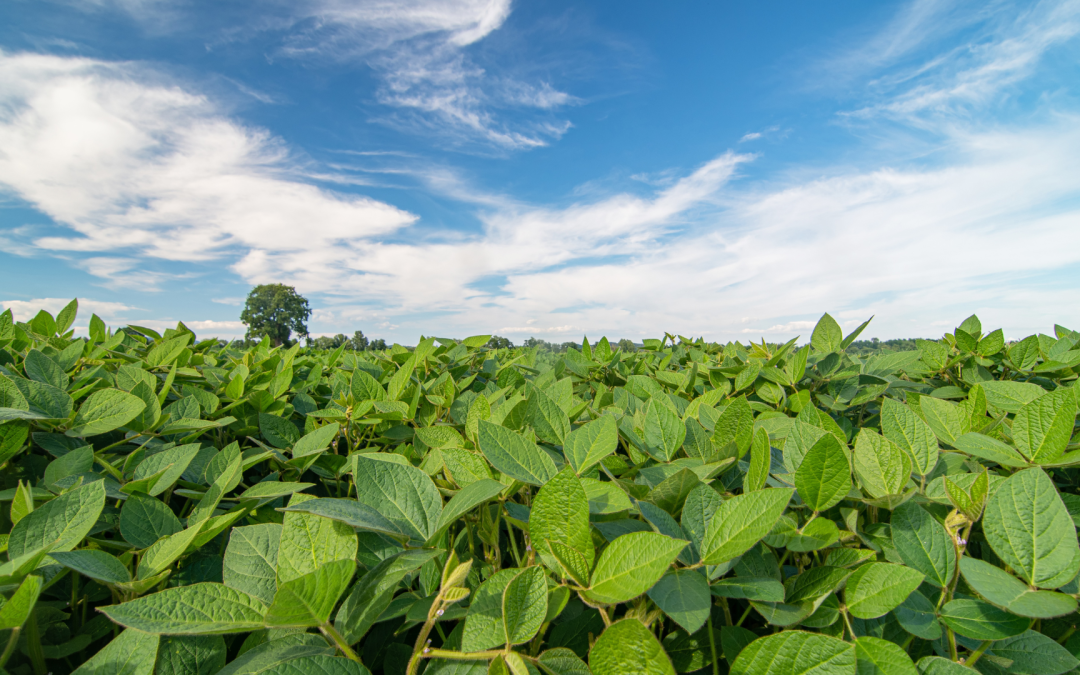 La soya registra la mayor pérdida de poder adquisitivo en el sector agrícola