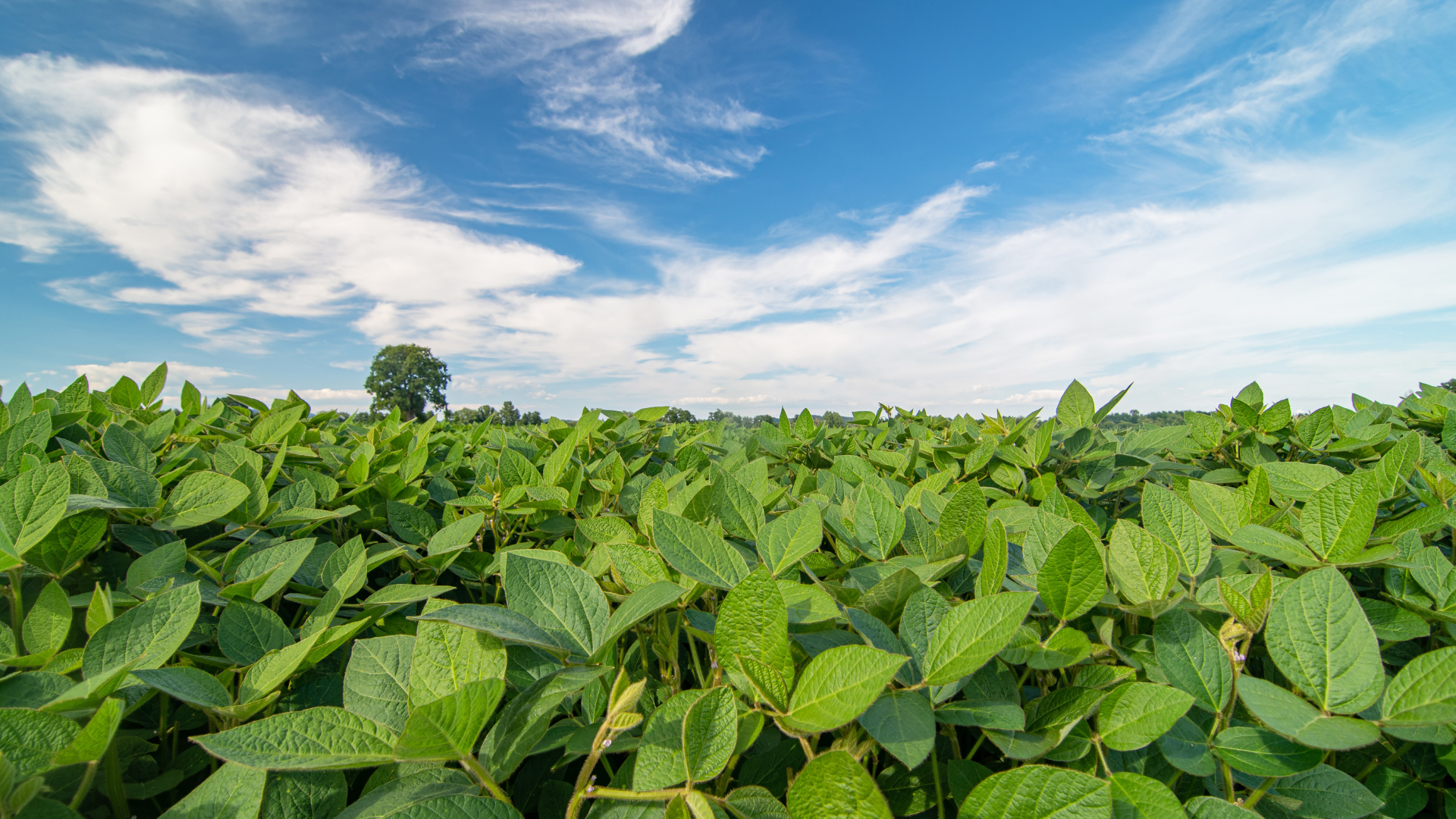 La caída del precio internacional de la soya y la apreciación cambiaria han reducido el poder adquisitivo de los productores, afectando la capacidad para adquirir maquinaria agrícola y cubrir costos operativos.