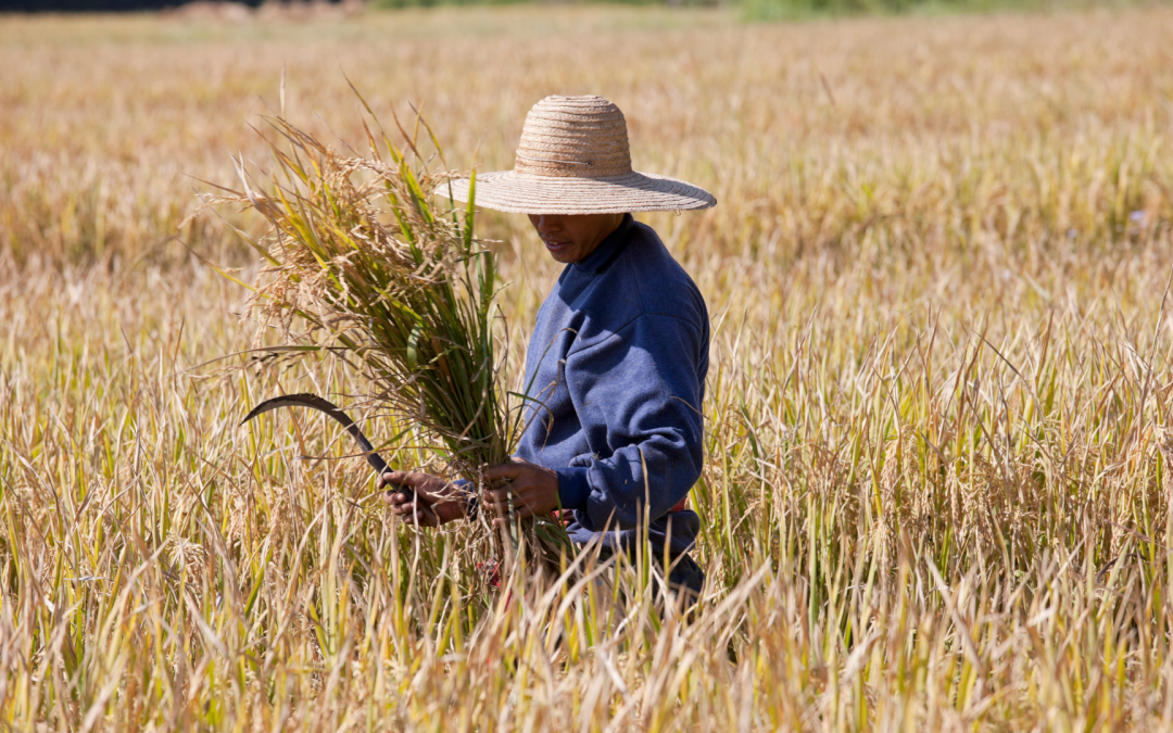 Arroceros anuncian paro indefinido y presentan pliego de peticiones