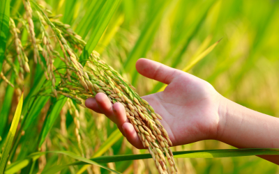 Fedearroz sugiere ajustar siembras de arroz en 2025 para evitar sobreoferta