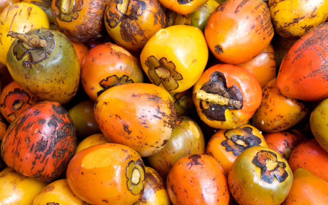 Ganaderos de Putumayo desarrollan suplemento líquido de chontaduro para el ganado