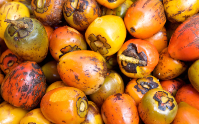 Ganaderos de Putumayo desarrollan suplemento líquido de chontaduro para el ganado