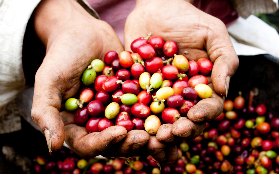 Producción de café colombiano alcanza récord histórico en 29 años